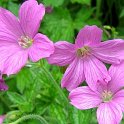 Geranium oxonianum 'Summer Surprise'